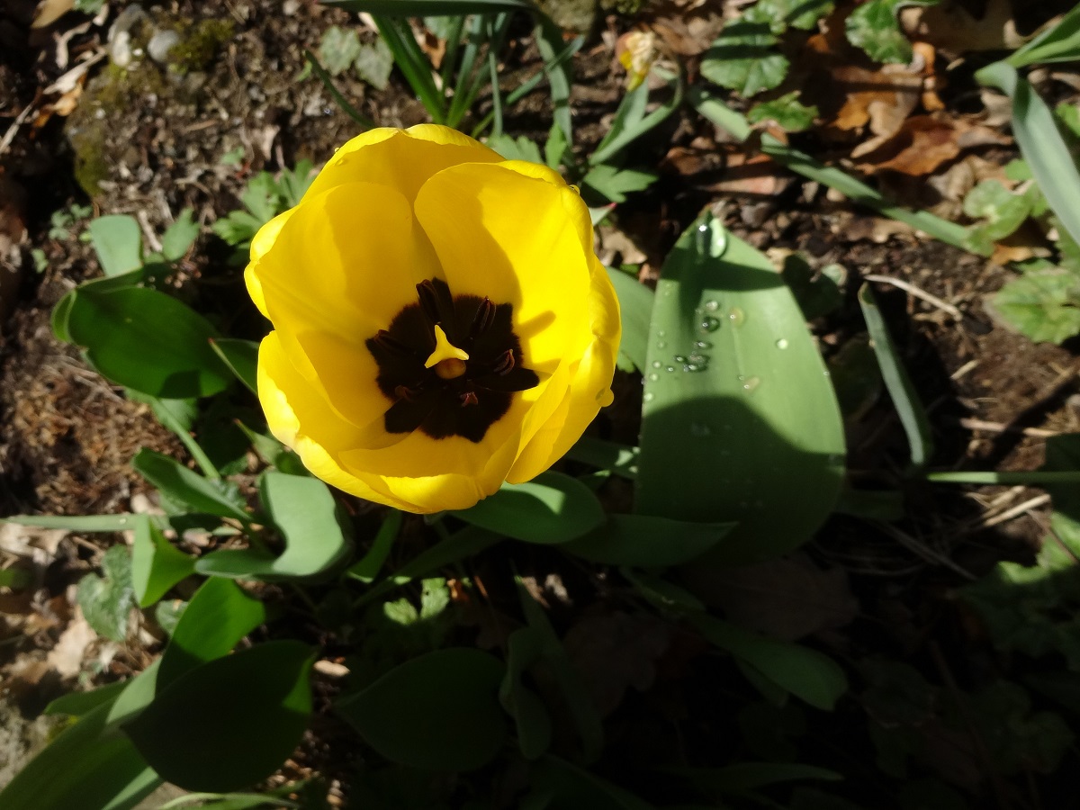 Tulipa gesnerana (Liliaceae)